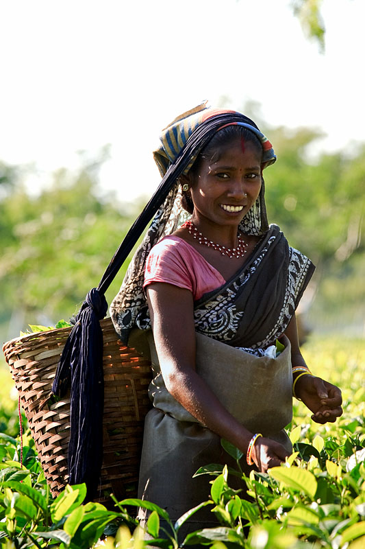 4    Women picking tea leafs in one of the many tea gardens of  Assam